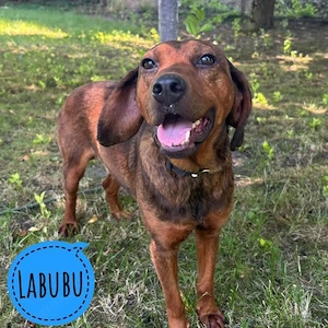 Labubu, unglaublich lieber und katzenverträglicher Rüde, Alpenländische Dachsbracke Mix