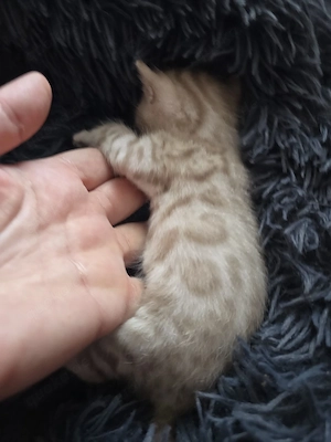 Bengal Kitten W M. Stammbaum Eltern 10 Tests Kitten