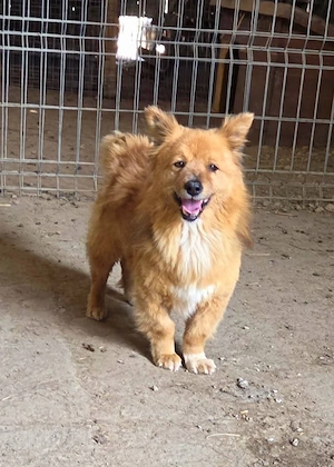 Paddington - kleiner Hund mit großem Herz möchte dein Leben bereichern 