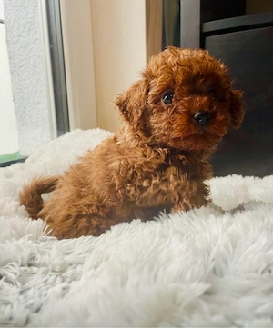 wunderschöne mini rote toy pudel !!! 