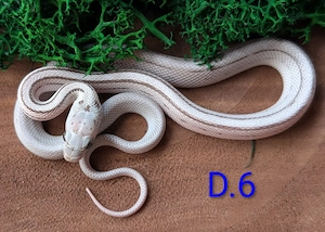 Kornnatter verschiedene Farbvarianten  Bild 5
