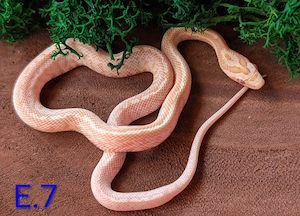 Kornnatter verschiedene Farbvarianten  Bild 7