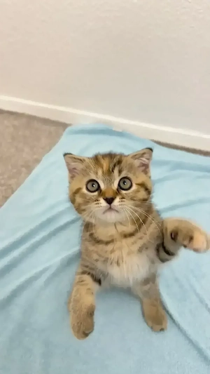 Britisch Kurzhaar Kitten sucht liebevolles Zuhause