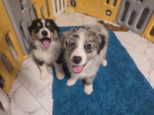 Reinrassige Mini Australian Shepherd Welpen
