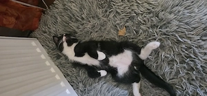 Kartäuser mix katzenzwerge