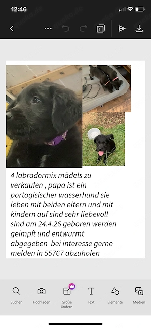Labrador mix Welpen 
