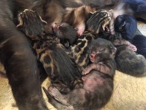 Atemberaubende Bengal Kitten aus seriöse Zucht mit Stammbaum und Gesundheitszeugnis 
