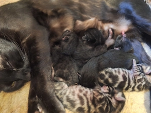 Atemberaubende Bengal Kitten aus seriöse Zucht mit Stammbaum und Gesundheitszeugnis 