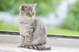 BKH Whiskas Mädchen.