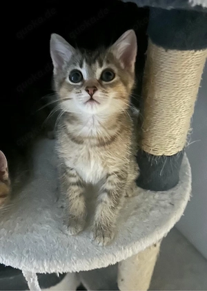 Hauskatze        