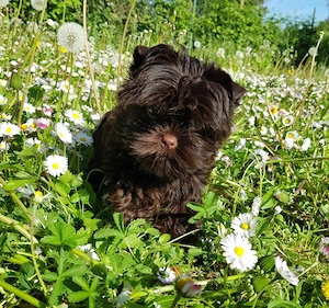 Yorkshire Terrier Mädel