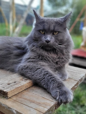 Maine Coon Katze 
