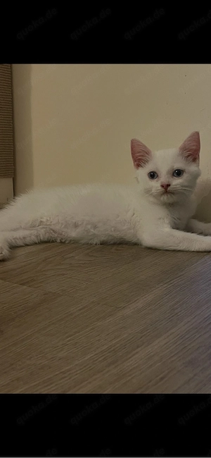 Katzen Babys abzugeben 