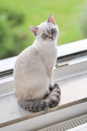 BKH-Tabby Männchen mit Blauen Augen 