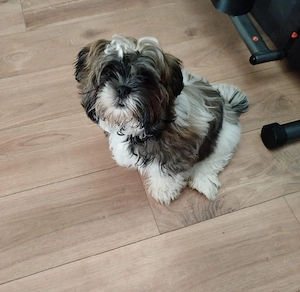 Junger Shih Tzu Rüde in gute Hände abzugeben 