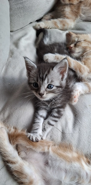 BKH Maine Coon Mischlinge suchen Zuhause