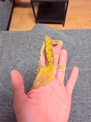 Kronengeko Männchen ZU VERSCHENKEN