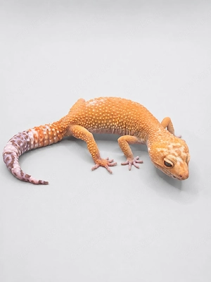 0.1 Leopardgecko Mandarin Tangerine Tremper 