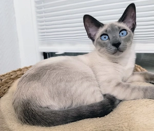 Siamkatze blue-point