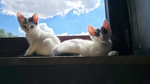Katzen Babys Kitten
