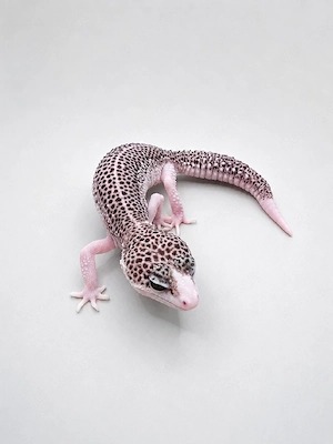 Leopardgecko 0.1 Galaxy Pied  Panda Pied 