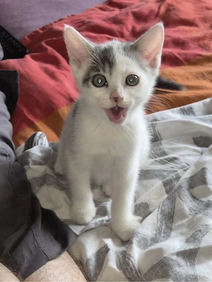 baby katze 