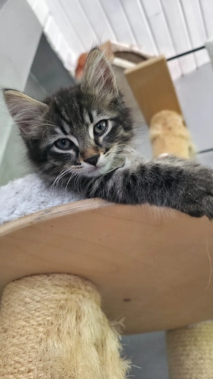 Maine Coon Mix Kitten 