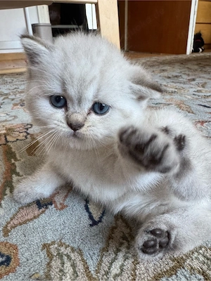 BKH Kitten