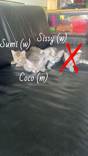 babykatzen