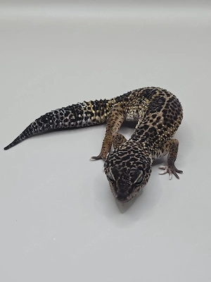 Leopardgecko 0.1 Black Night Mandarin Tangerine het Tremper 