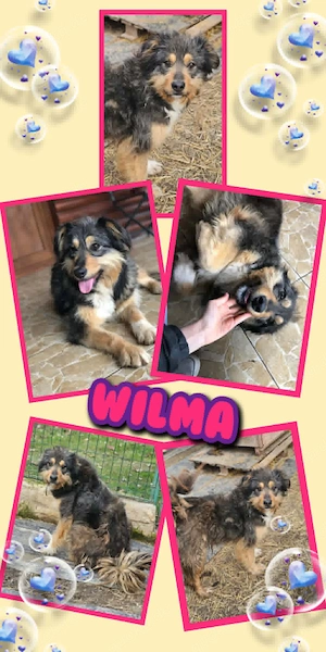 wunderschöne, liebe, menschenbezogene, aufgeschlossene Hündin "Wilma" sucht ein Zuhause