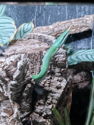 Gonyosoma Boulengeri NZ 2024 Männchen