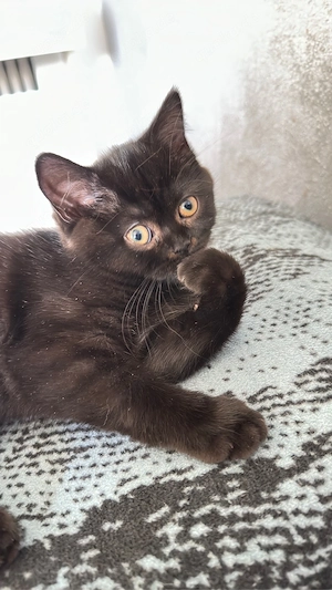 BKH , BLH Kitten ab sofort