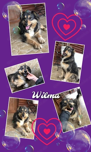 wunderschöne, liebe, menschenbezogene, aufgeschlossene Hündin "Wilma" sucht ein liebevolles Zuhause