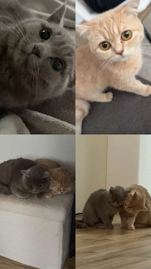 Zwei liebevolle Brittischkurzhaar Katzen suchen ein neues Zuhause   