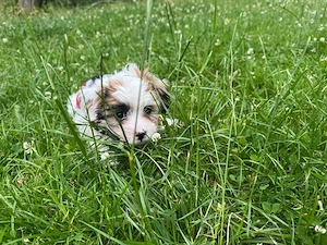 Shi-tzu hunde