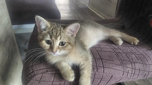 BKH-Kitten suchen ein liebevolles Zuhause