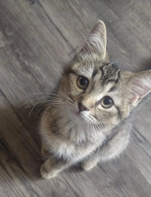 BKH-Kitten suchen ein liebevolles Zuhause