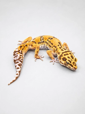 0.1 Leopardgecko Clown Tremper USA Linie 