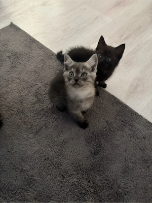 5 BKH Kitten Abgabebereit