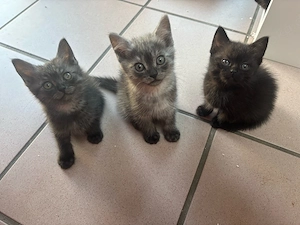 5 BKH Kitten Abgabebereit