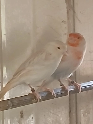 Kanarienvögel Satinet Rot-mosaik 