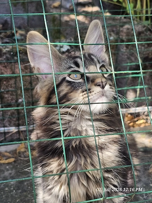 Maine Coon Kitten 