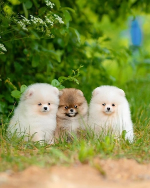 Reinrassige Pomeranian Zwergspitz Welpen rüden und hündinnen