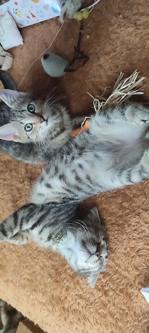 Katzenbaby's  Heilige Birmamix 12 Wochen Abgabebereit!