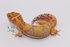 0.1 Leopardgecko Clown Tremper USA Linie 