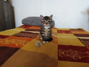 2 Katzenbabys weiblich suchen liebevolle Zuhause