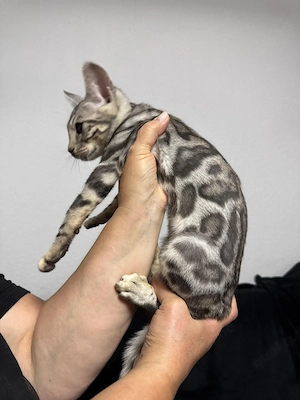 Schöne Bengal-Kitten zum Reservieren !
