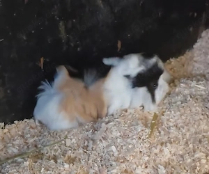 Meerschweinchen Männlich 