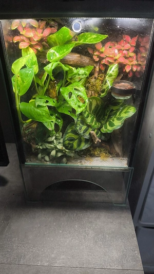 Jungferngeckos inkl. Terrarium